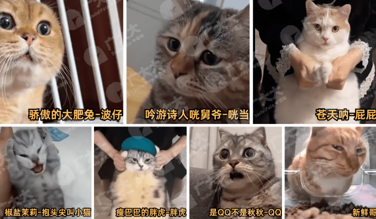 日本猫meme爆火，越南厂商进军猫meme手游