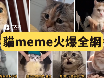 日本貓meme爆火,越南廠商進軍貓meme手遊