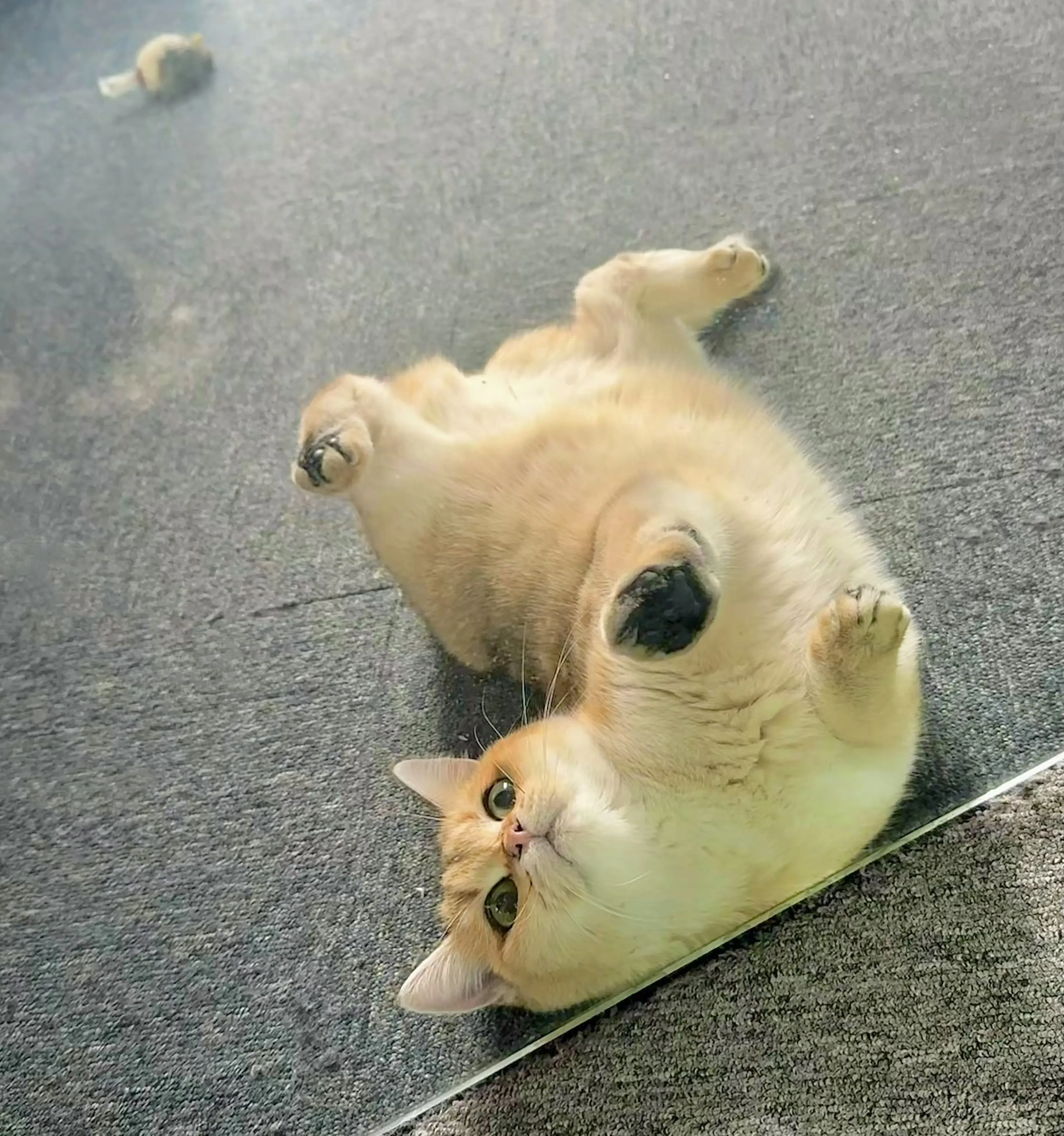 作者头像